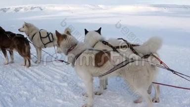 雪橇狗队马拉穆特哈士奇爱斯基摩人在北极的雪背景下休息。